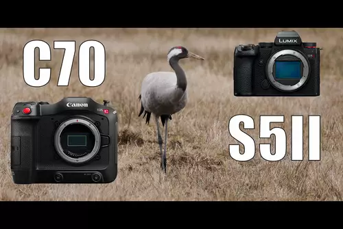 12 Tipps fr Wildlife-Filmer (beispielhaft mit Canon EOS C70 und Panasonic S5II)